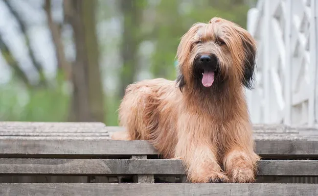 briard