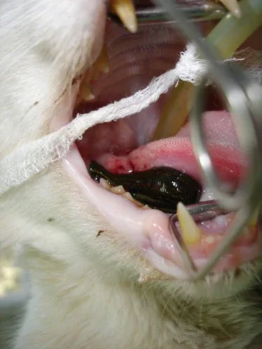 cat stomatitis
