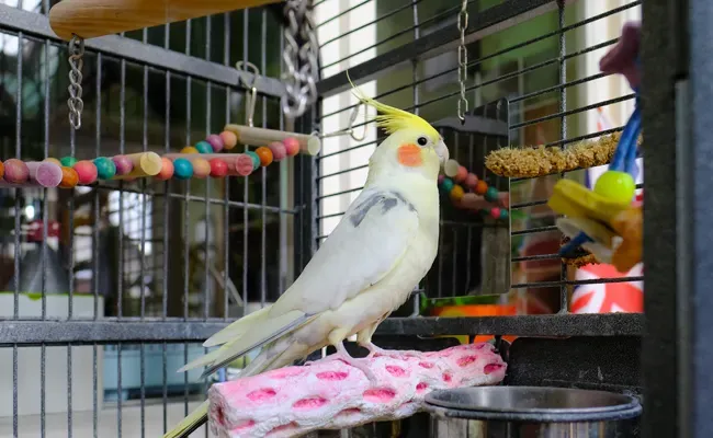 cockatiel cage