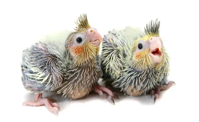 cockatiel chicks