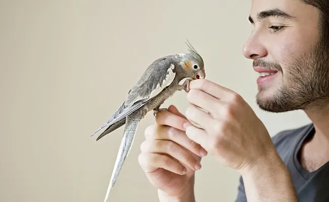 cockatiels need company