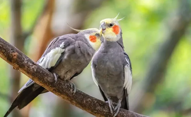 cockatiel couple