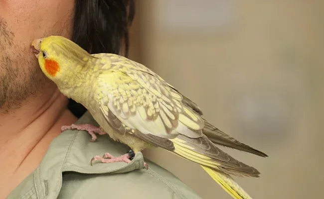 cockatiel cuddly pet