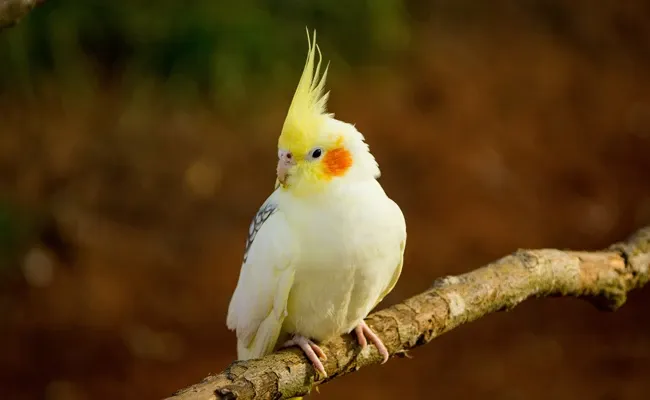 cockatiel erectable crests
