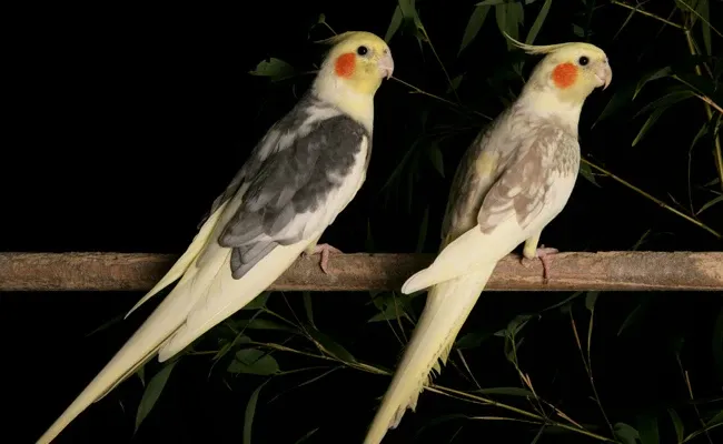 cockatiel night frights