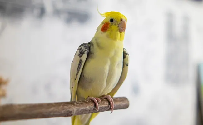 cockatiel parrot