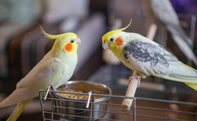 cockatiels