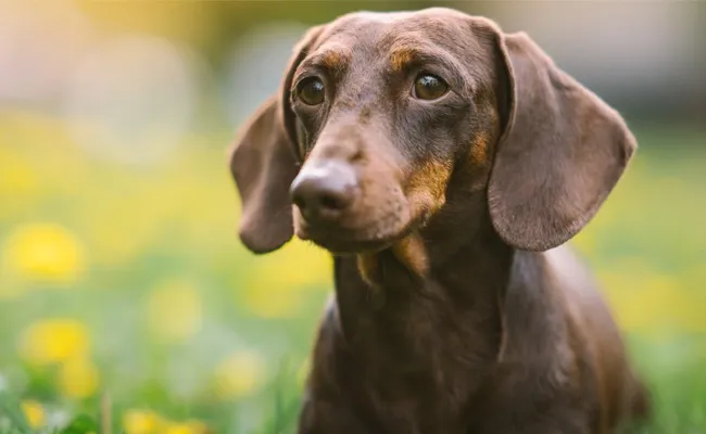 dachshund