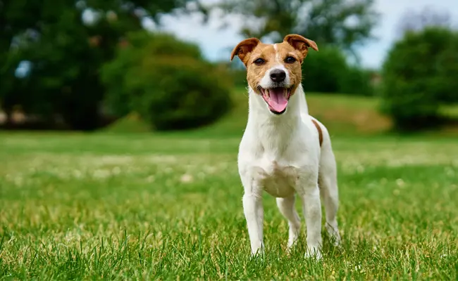 jack russell terrier