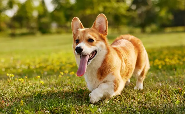 pembroke welsh corgi