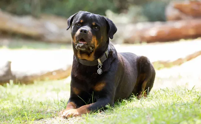 rottweiler