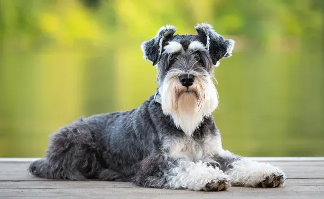 schnauzer