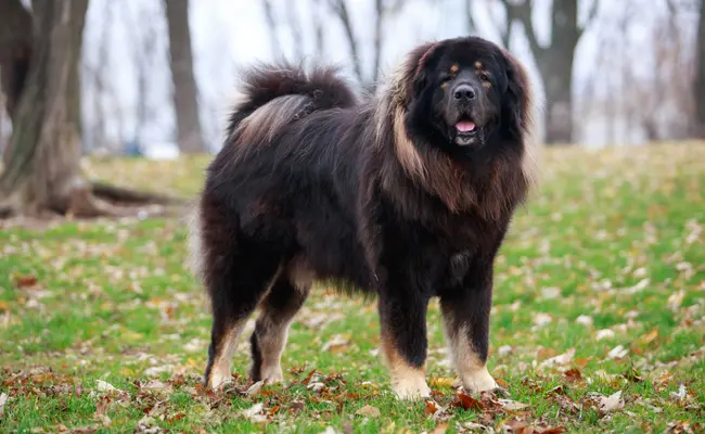 tibetan mastiff