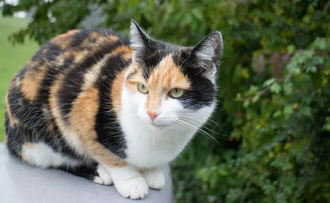 calico cat