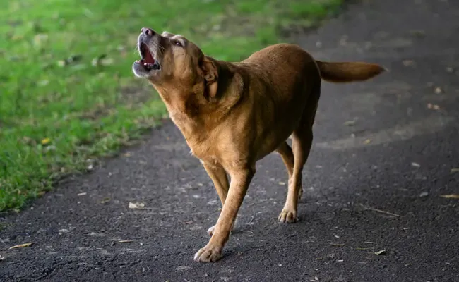 indicate boundary lines and as defense mechanism