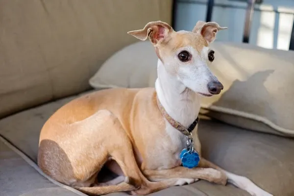 small dog personality