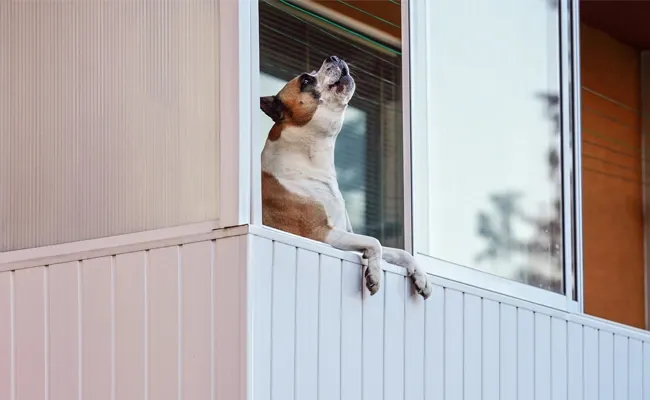 attract attention or express anxiety