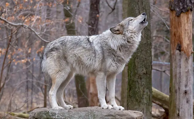 to organize their posse