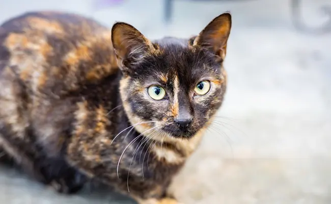 tortoiseshell cat