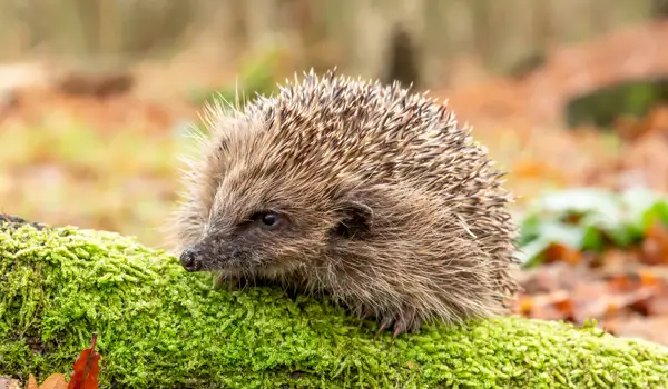 bristly hedgehog