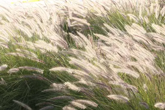 foxtail barley