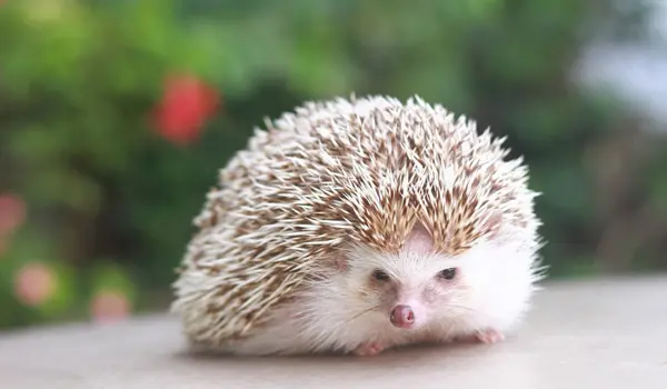 hedgehog new smells