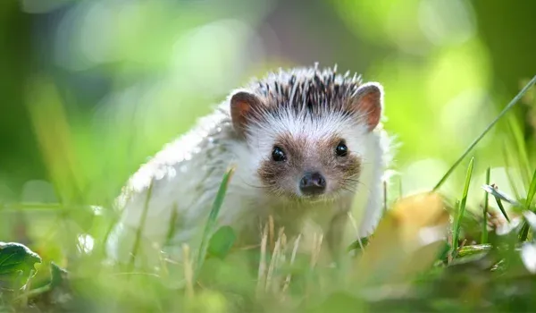 hedgehog