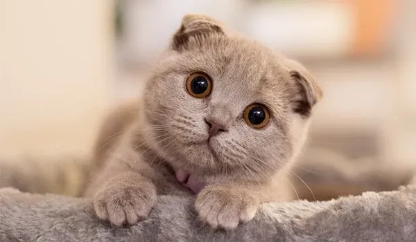 scottish fold