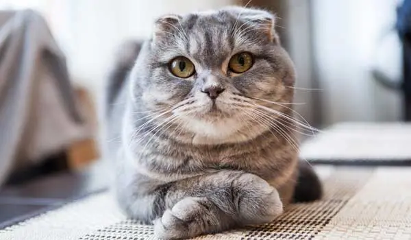 scottish folds europe