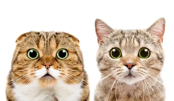 scottish fold scottish straight