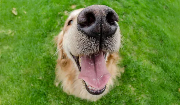 dogs noses are made different than ours