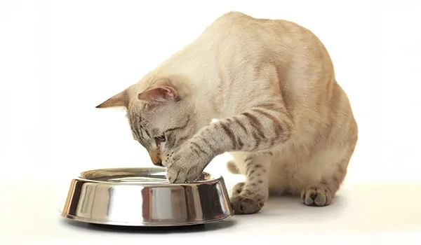 cat water bowl