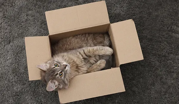 cats love boxes