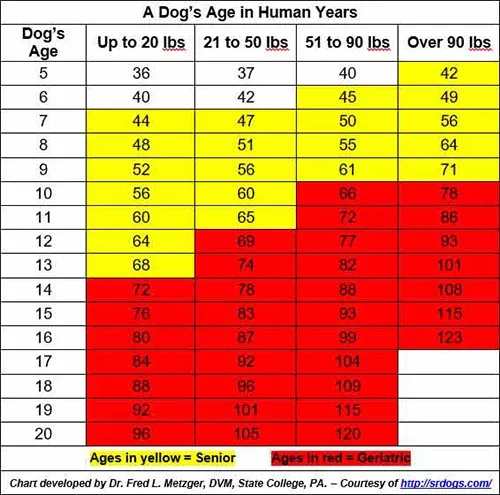 dog age in human years