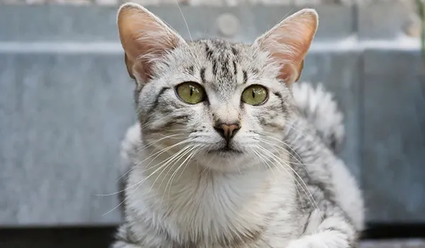 Egyptian Mau distinctive physical features