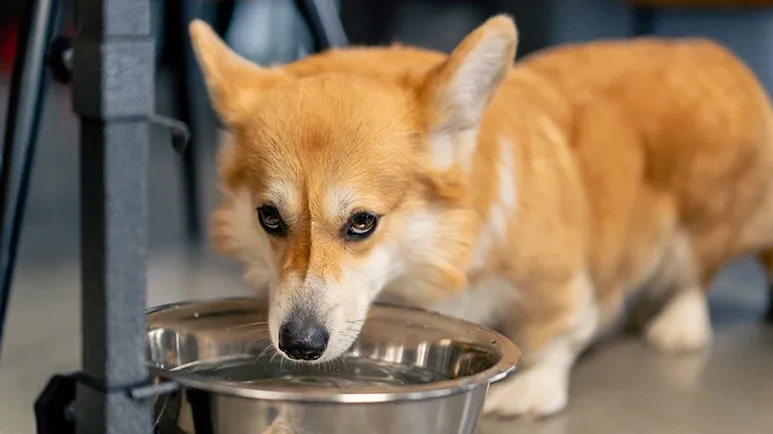 Where to Put Your Dog's Water Bowl for Happy Hydration