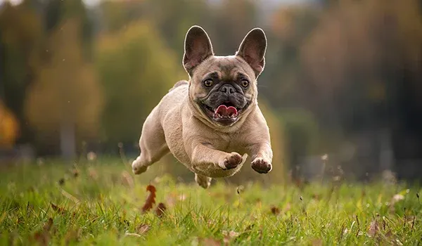 appealing french bulldog