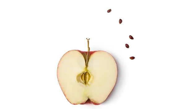 apple seeds