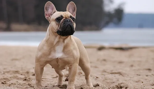french bulldog body