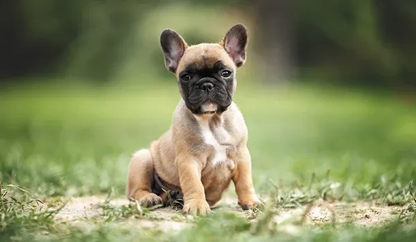 french bulldog breed