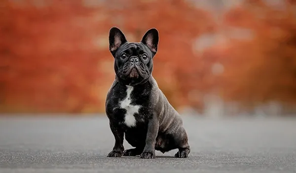 french bulldog coat