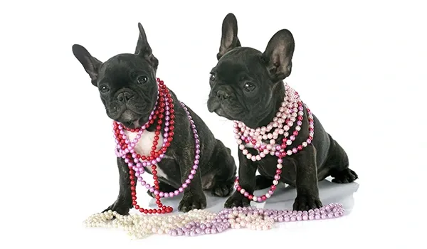french bulldogs