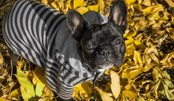 frenchie sweater