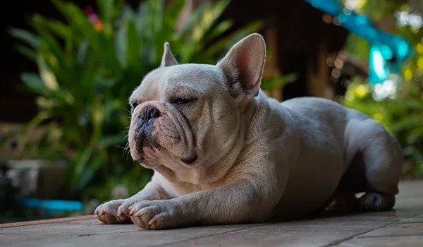 quiet french bulldog