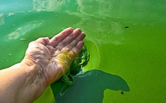 blue green algae
