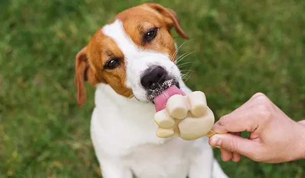 frozen treats