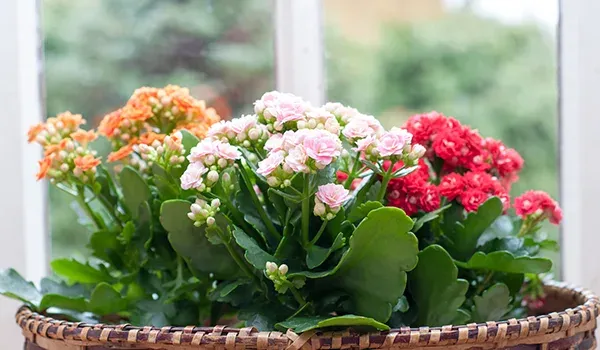kalanchoe