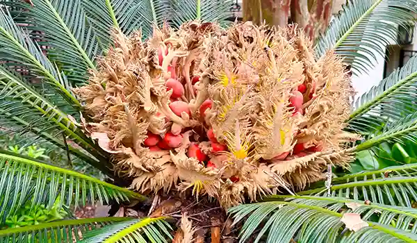 Leaves and seeds of sago palm