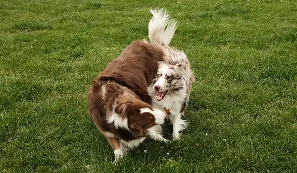 play dates for dogs