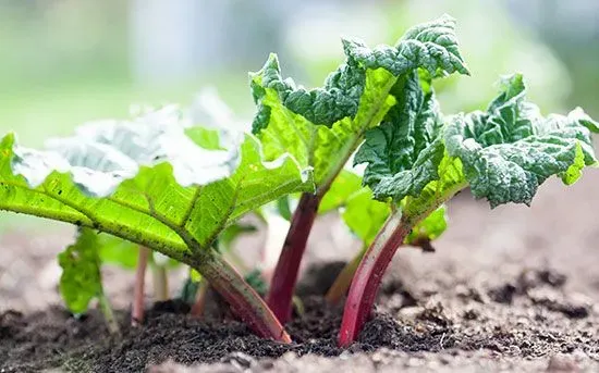 rhubarb